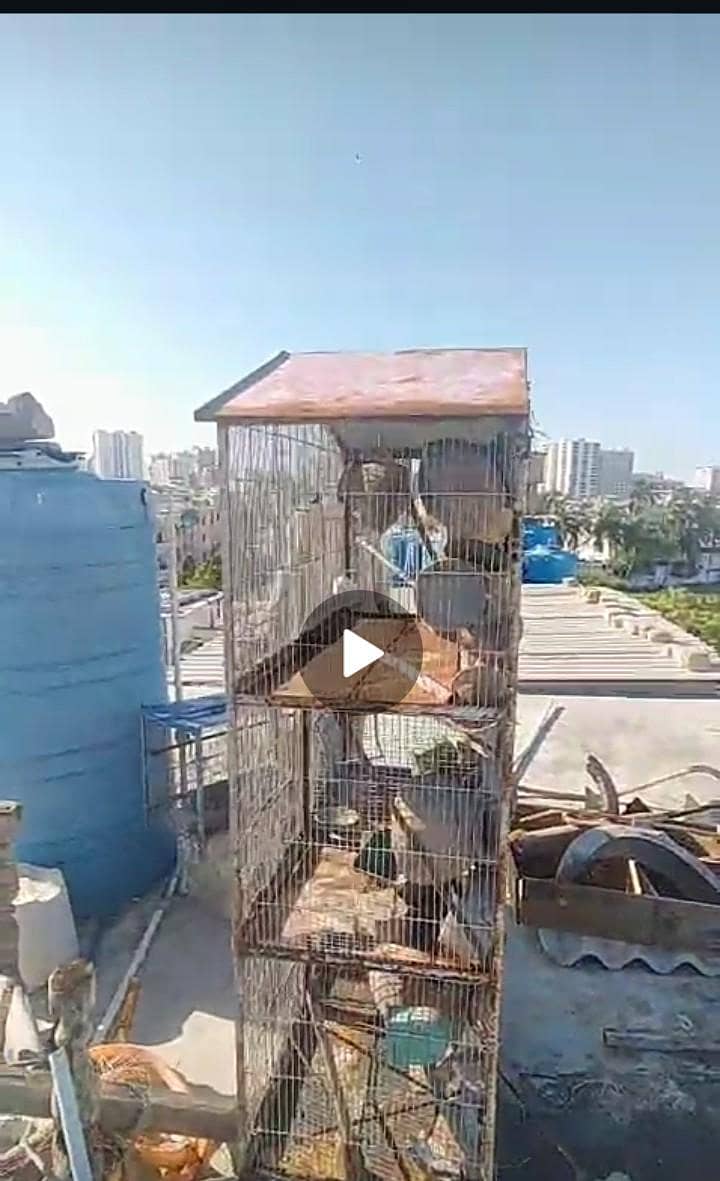 bird cage 0