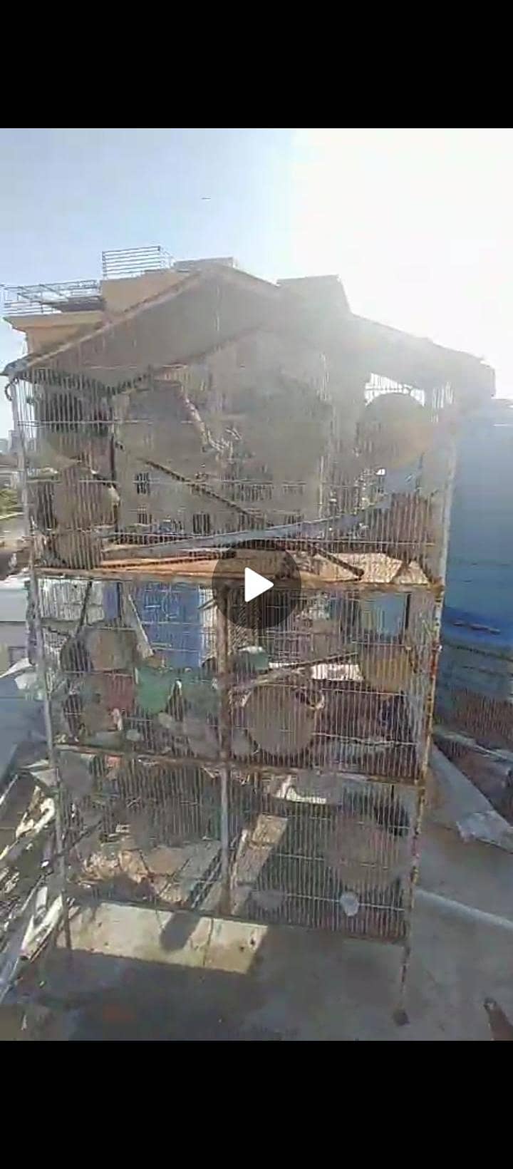bird cage 1