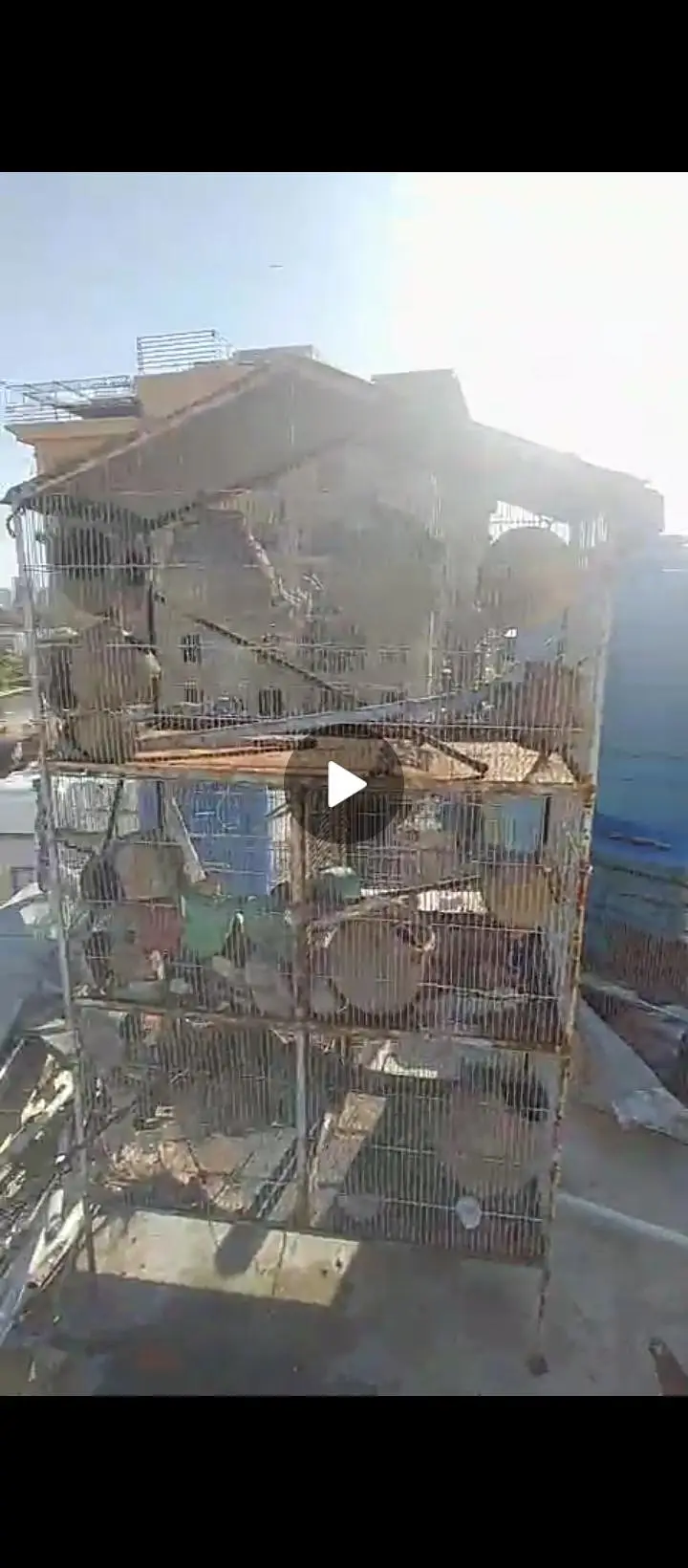 bird cage — photo 2