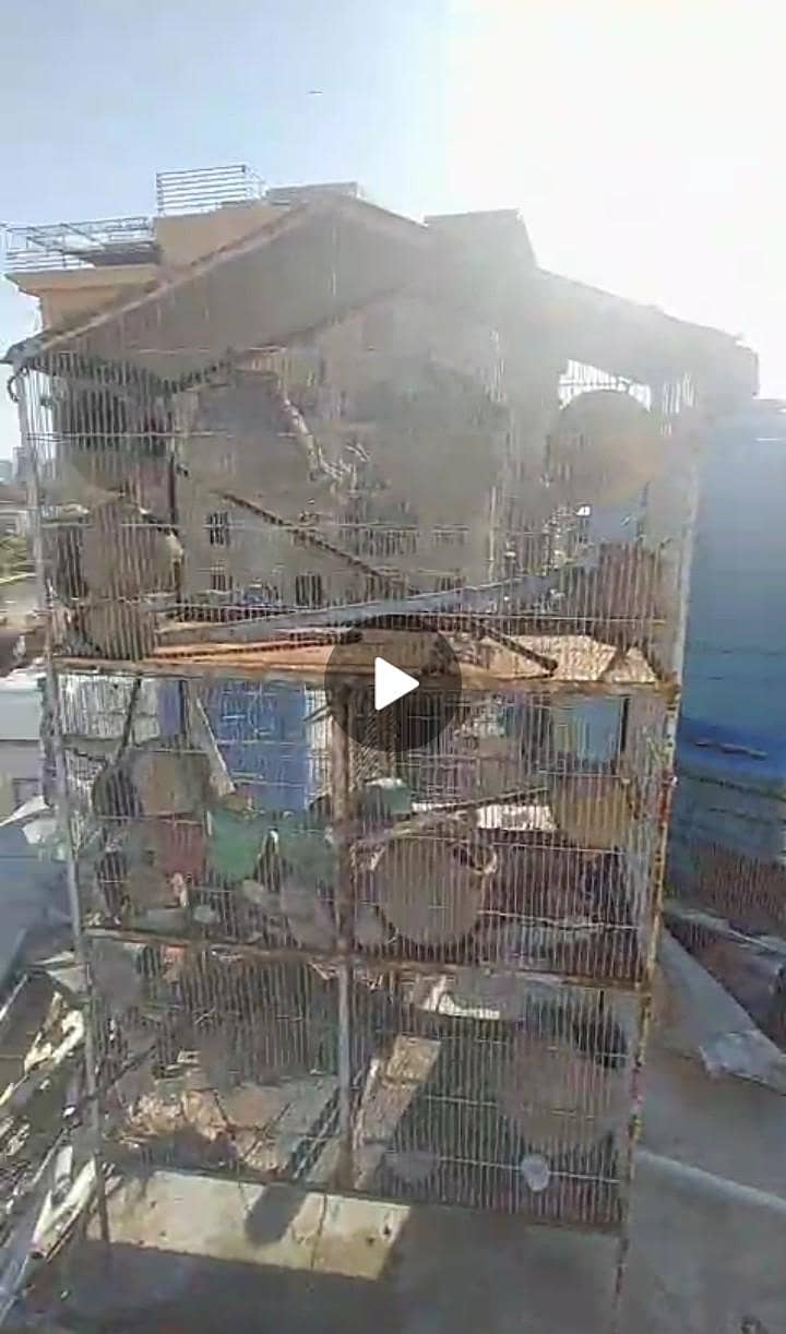 bird cage 2