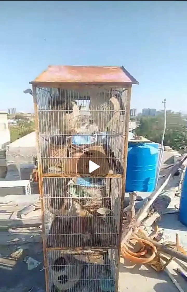 bird cage — photo 4