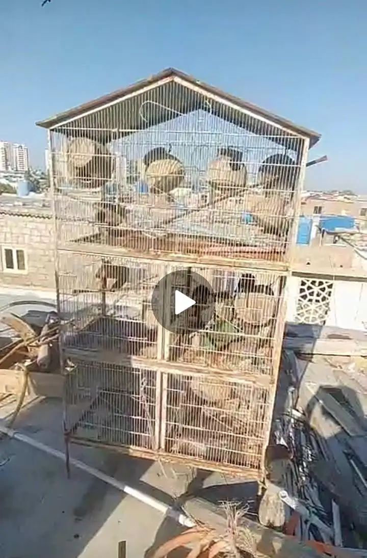 bird cage — photo 5
