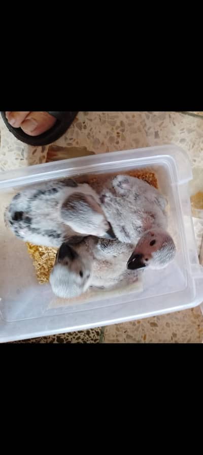 congi African grey chicks