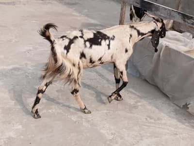 goat sheraprint 3ma ki pregnant 31inch hight 43inch lenth