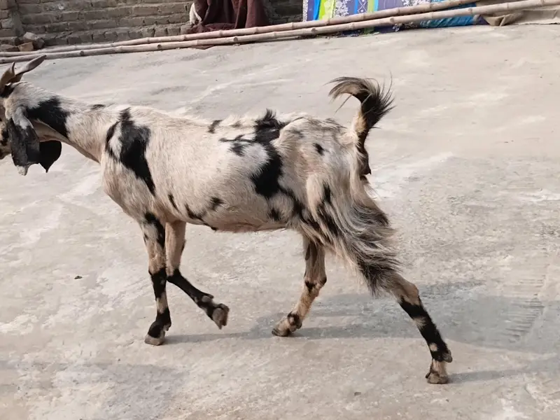 goat sheraprint 3ma ki pregnant 31inch hight 43inch lenth — photo 2