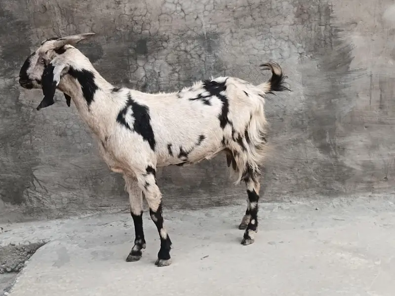 goat sheraprint 3ma ki pregnant 31inch hight 43inch lenth — photo 3