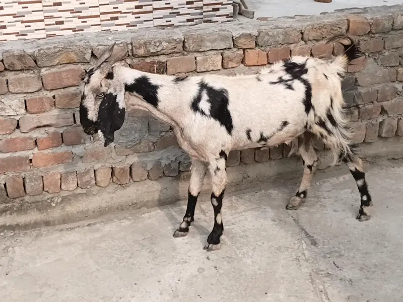 goat sheraprint 3ma ki pregnant 31inch hight 43inch lenth — photo 4