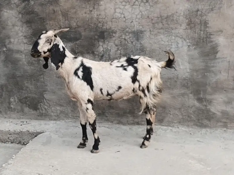goat sheraprint 3ma ki pregnant 31inch hight 43inch lenth — photo 5