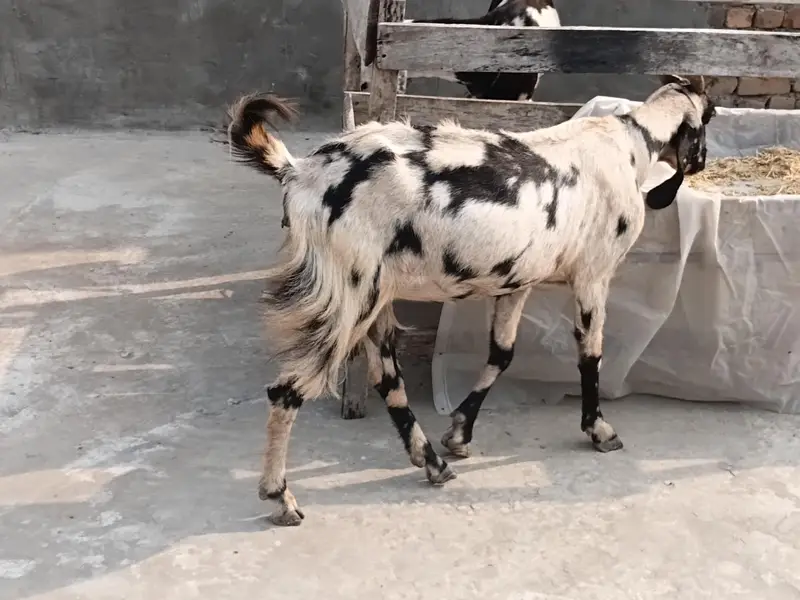 goat sheraprint 3ma ki pregnant 31inch hight 43inch lenth — photo 6