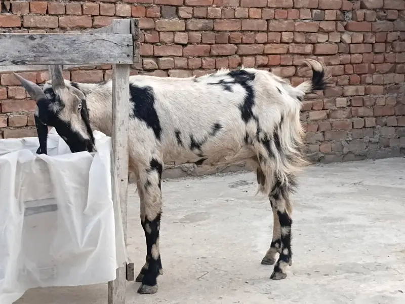goat sheraprint 3ma ki pregnant 31inch hight 43inch lenth — photo 7
