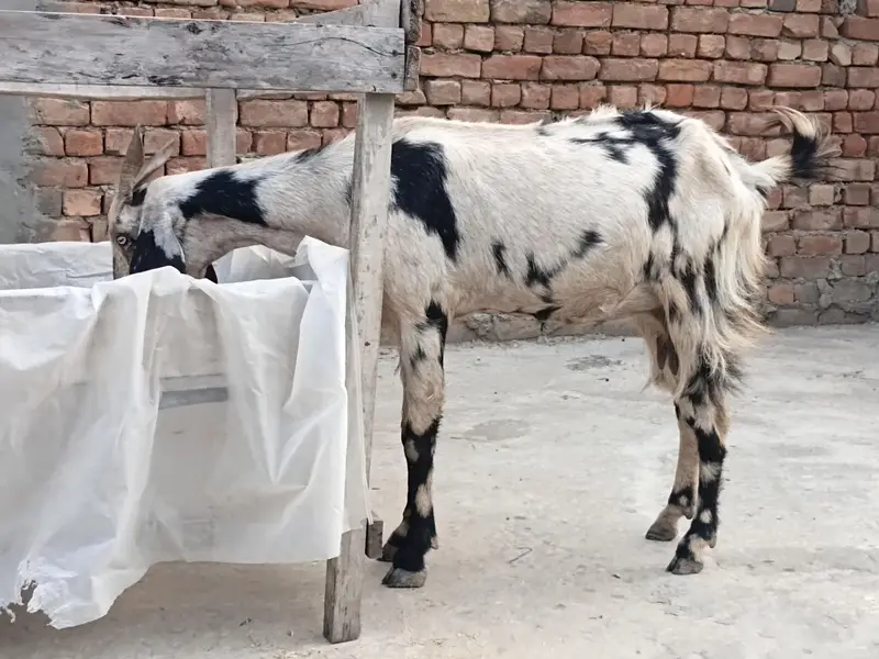 goat sheraprint 3ma ki pregnant 31inch hight 43inch lenth — photo 8