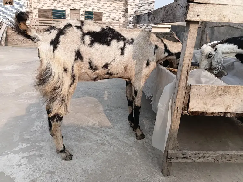 goat sheraprint 3ma ki pregnant 31inch hight 43inch lenth — photo 9