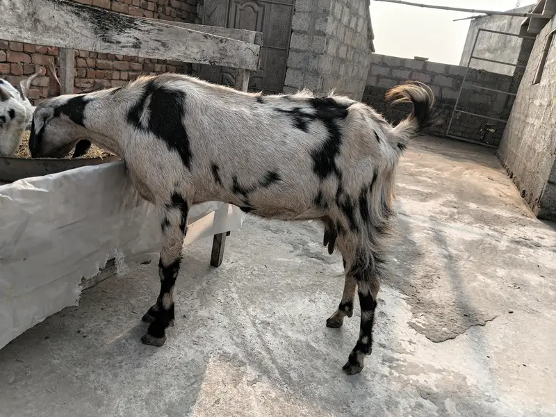 goat sheraprint 3ma ki pregnant 31inch hight 43inch lenth — photo 10
