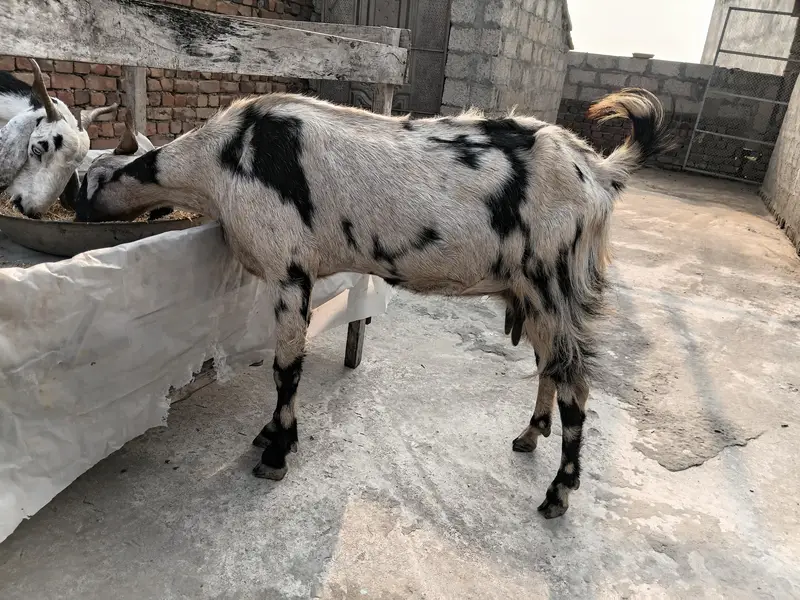 goat sheraprint 3ma ki pregnant 31inch hight 43inch lenth — photo 11
