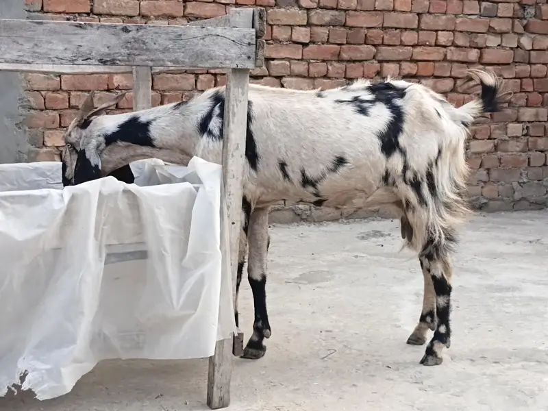goat sheraprint 3ma ki pregnant 31inch hight 43inch lenth — photo 12
