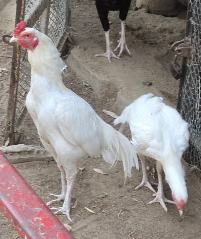 Heera Aseel white urgnt sale
