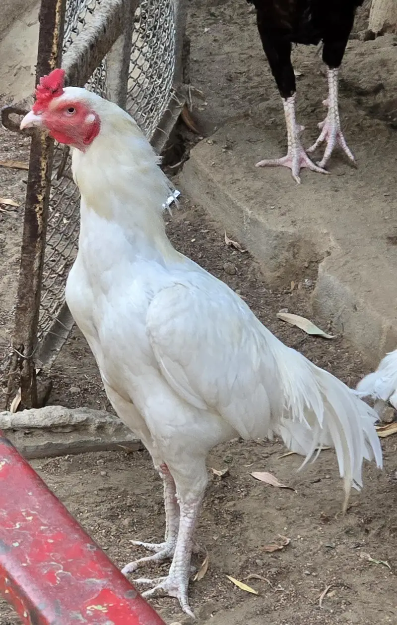 Heera Aseel white urgnt sale — photo 2