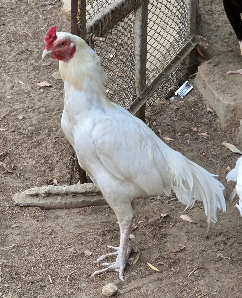 Heera Aseel white urgnt sale — photo 3