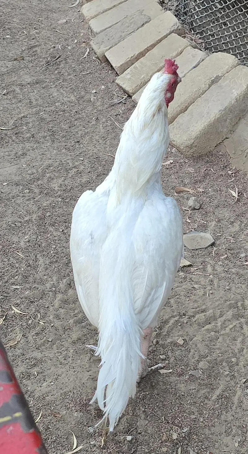 Heera Aseel white urgnt sale — photo 4