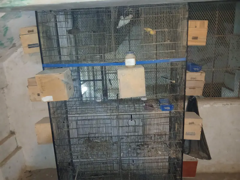 Lovebirds and Australian Cage 8 portion in reasonable amount