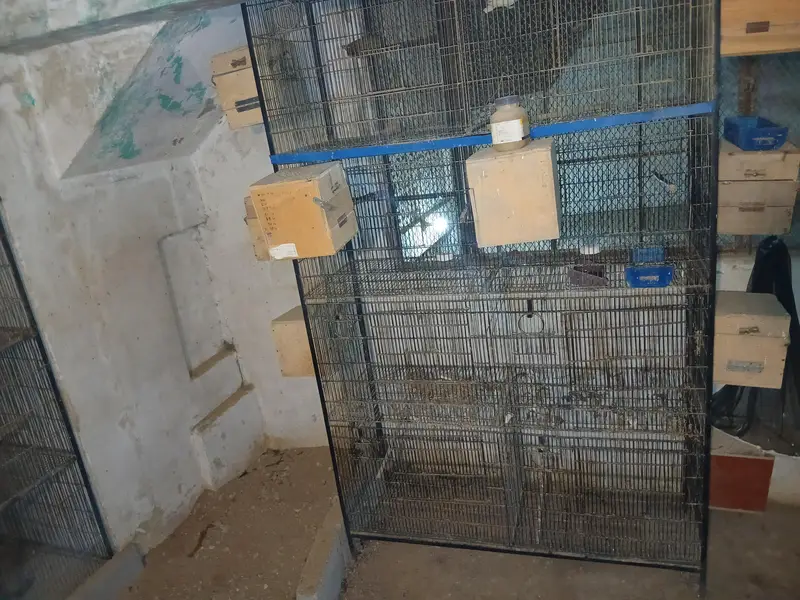 Lovebirds and Australian Cage 8 portion in reasonable amount — photo 2