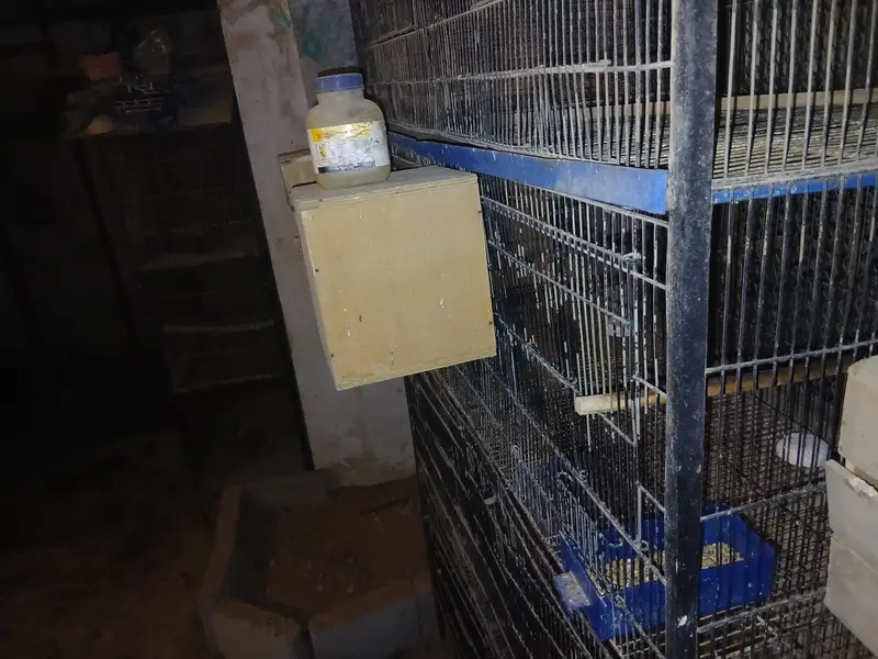 Lovebirds and Australian Cage 8 portion in reasonable amount — photo 3