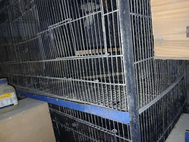 Lovebirds and Australian Cage 8 portion in reasonable amount — photo 4