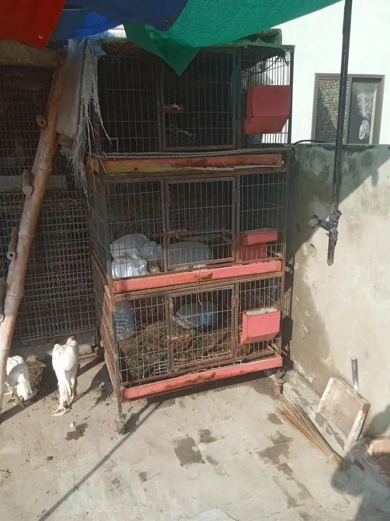 Cage For hen