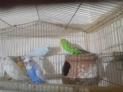 breeding pair full fast and active ande bhi diye ho ve ha