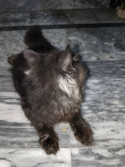 black Persian cat male hai