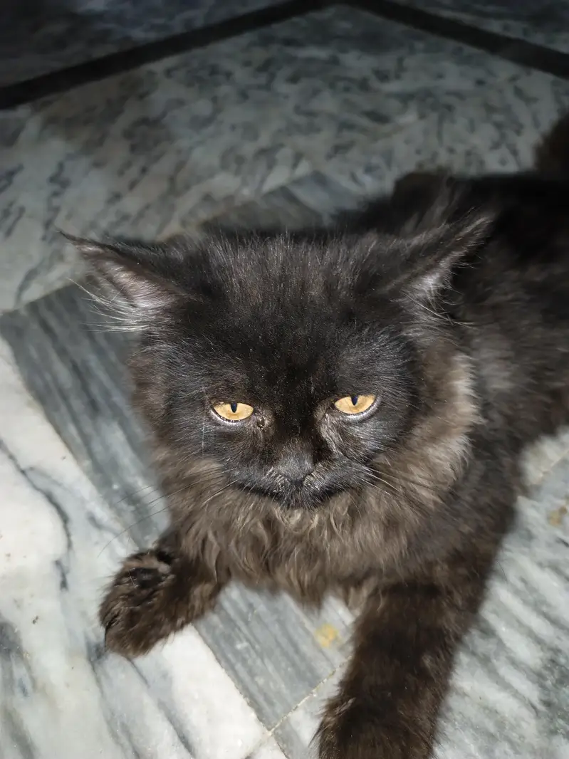 black Persian cat male hai — photo 2