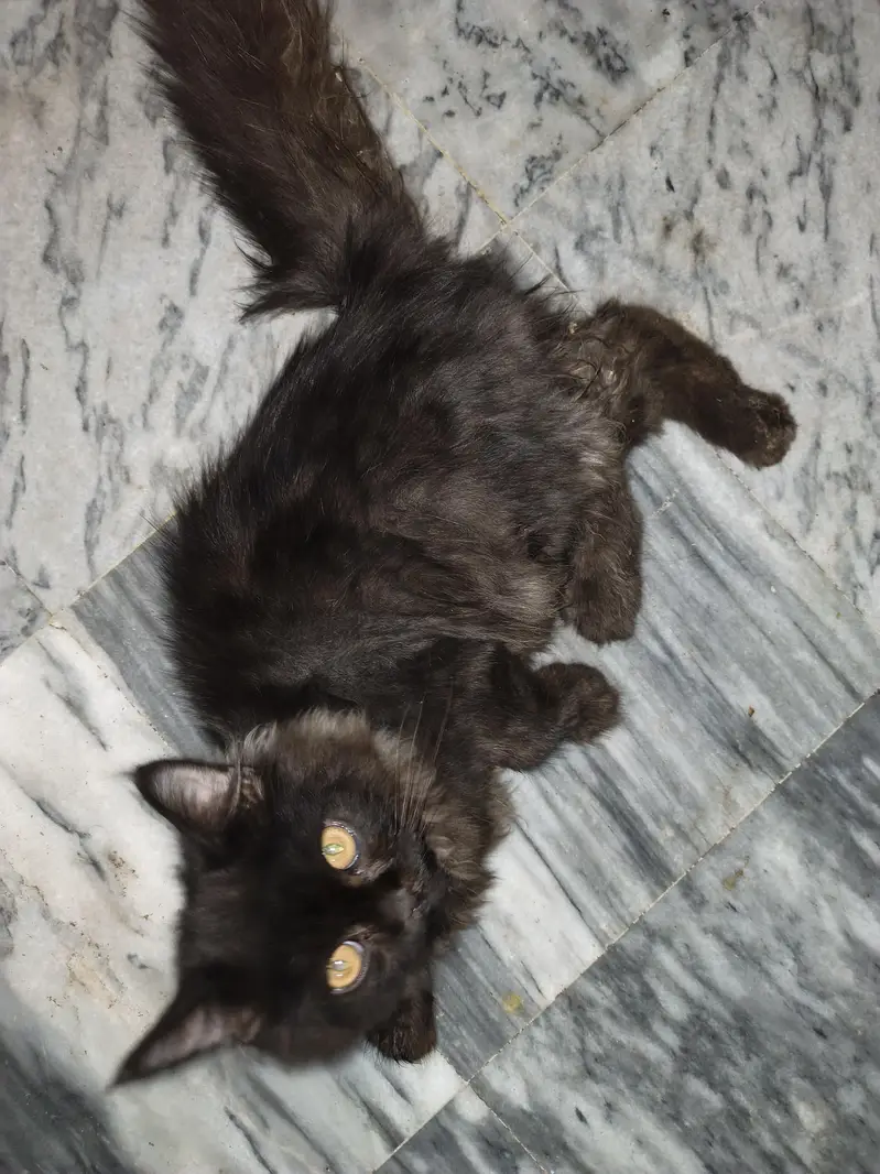 black Persian cat male hai — photo 3