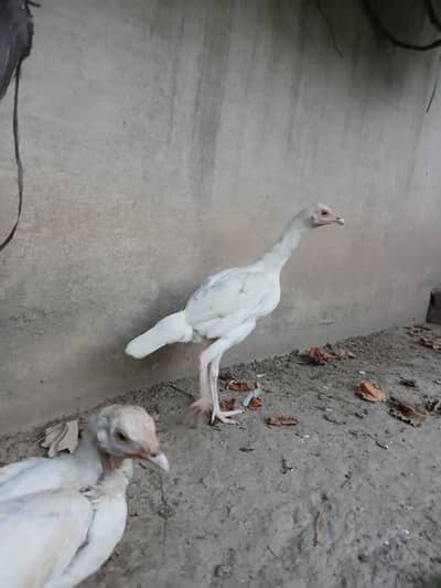 aseel heera pathiya for sale