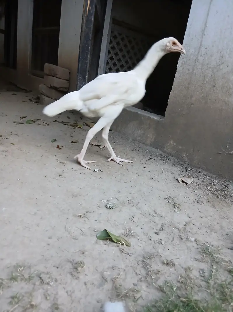 aseel heera pathiya for sale — photo 2