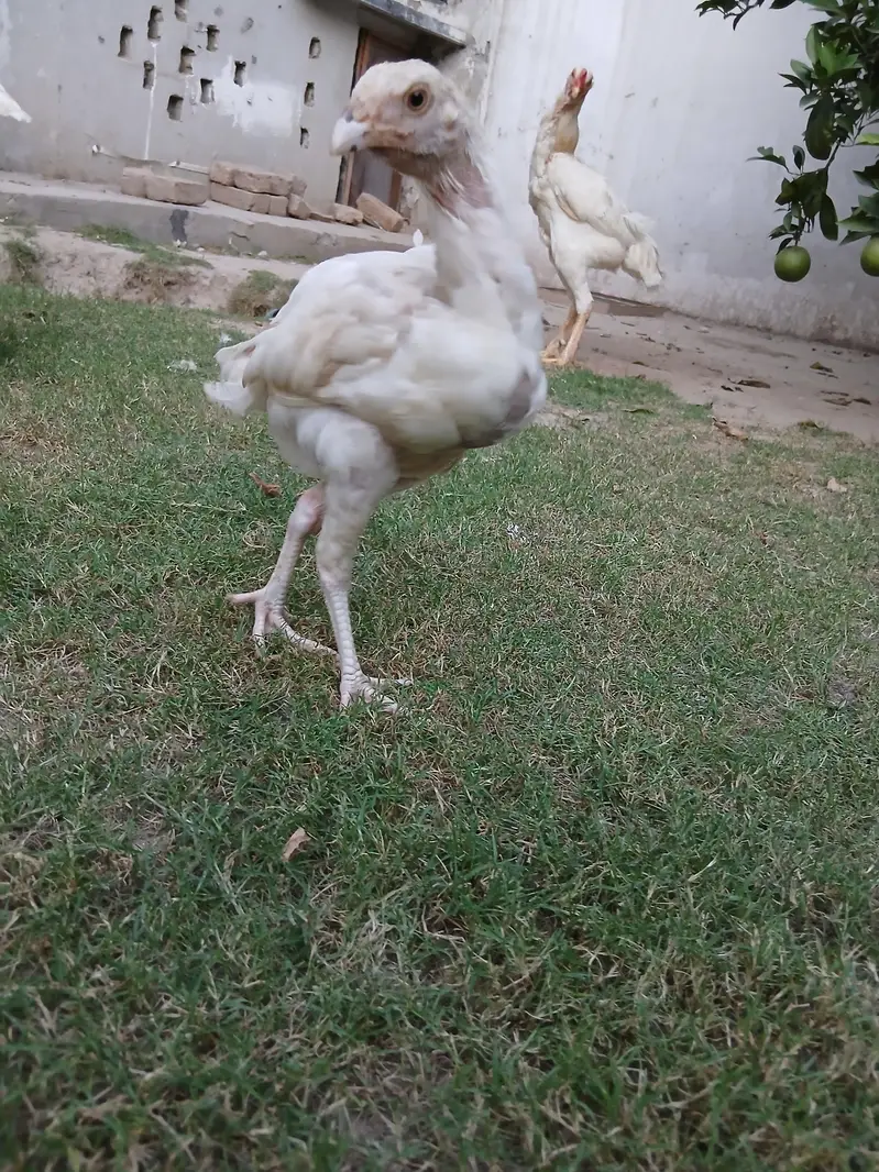 aseel heera pathiya for sale — photo 4