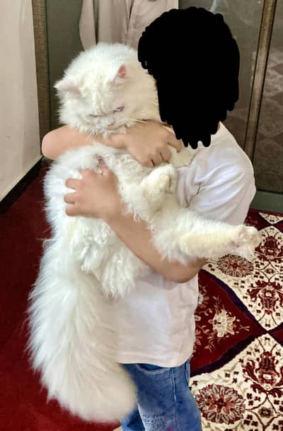Looking for a Loving Home for Our Sweet Persian.