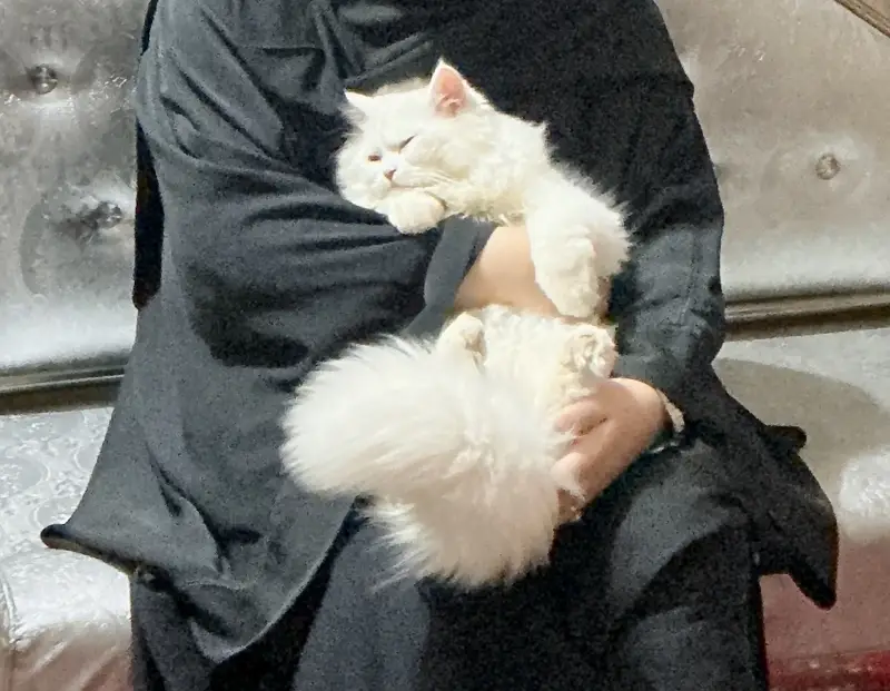 Looking for a Loving Home for Our Sweet Persian. — photo 2