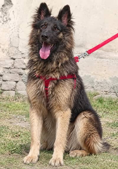Belgium Shepherd security dog 7months male for sale