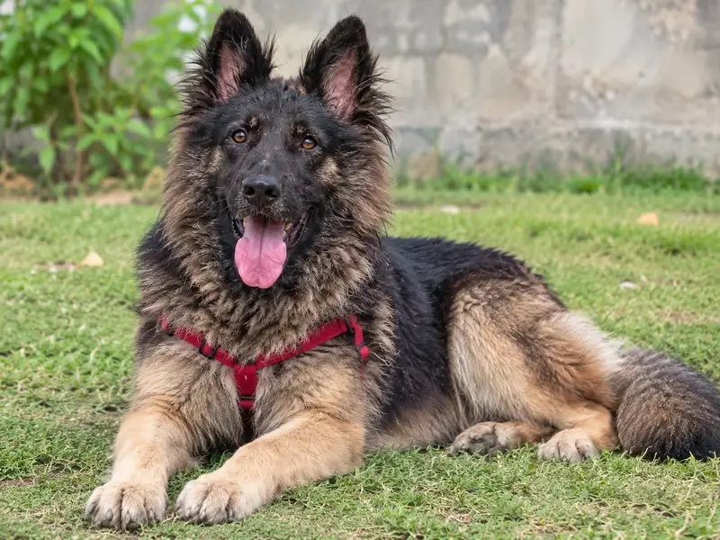 Belgium Shepherd security dog 7months male for sale — photo 2