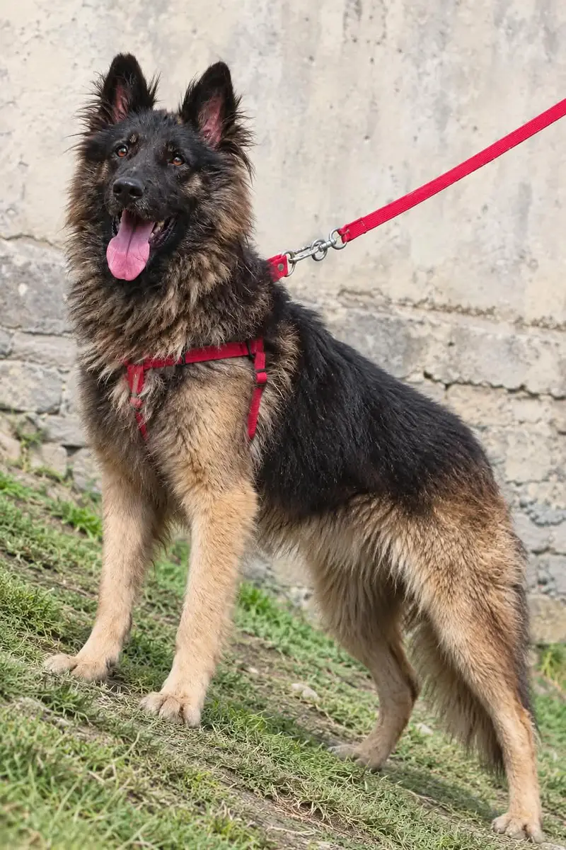 Belgium Shepherd security dog 7months male for sale — photo 3