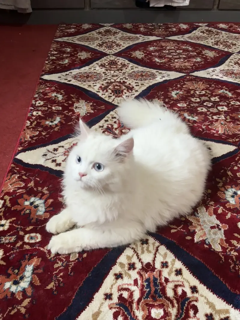 Looking for a Loving Home for Our Sweet Persian. — photo 3