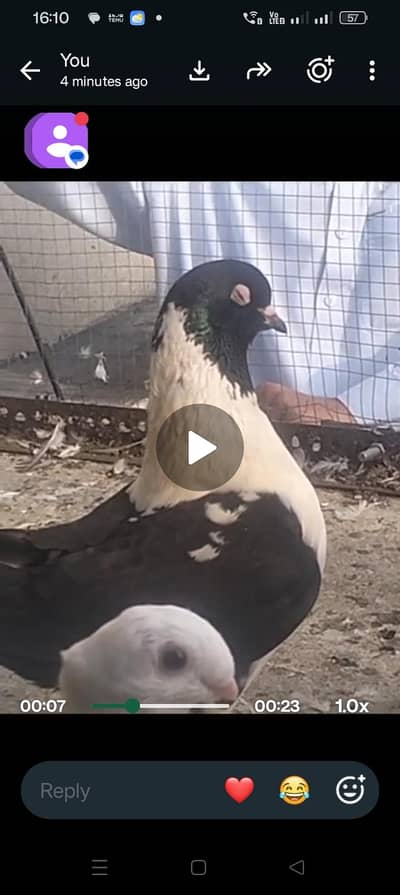 Modena female