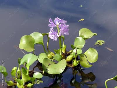 Aquarium plants Good And High Quality. Water hyacinth
