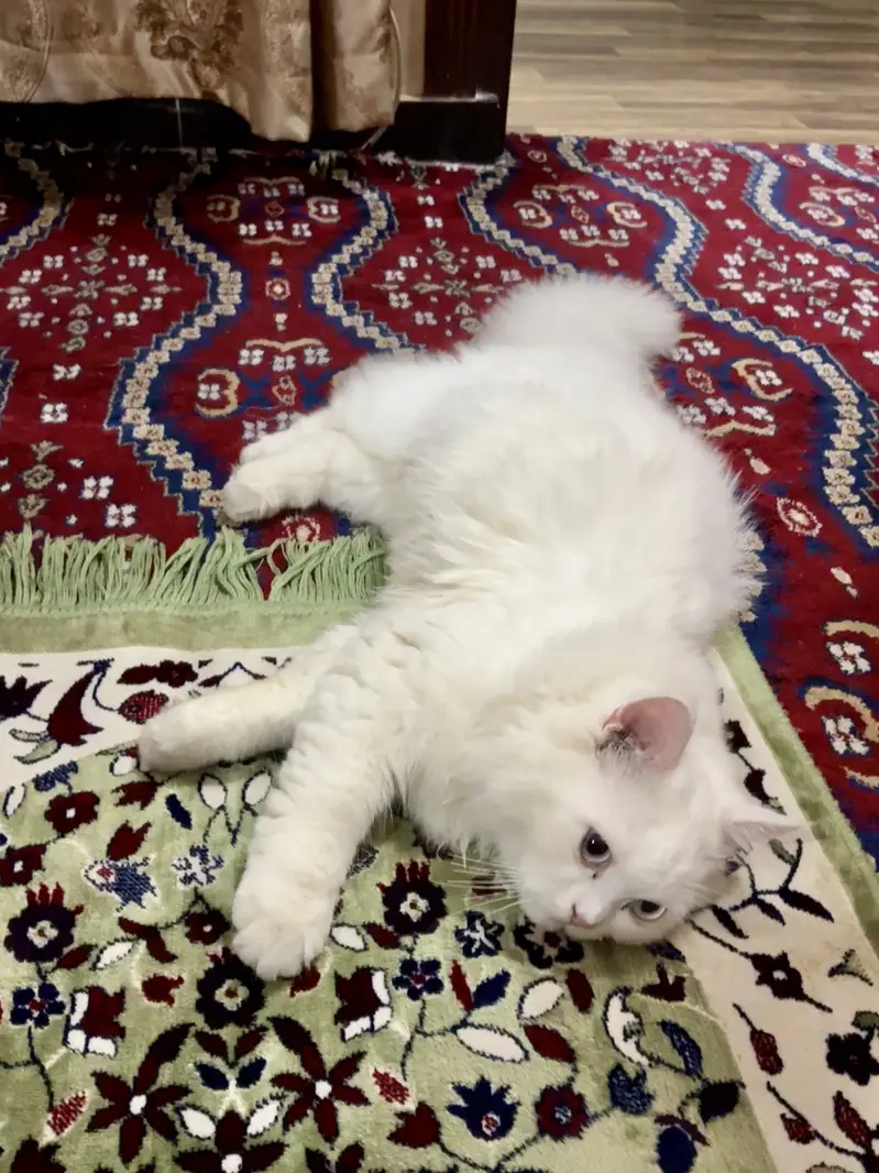 Looking for a Loving Home for Our Sweet Persian. — photo 5