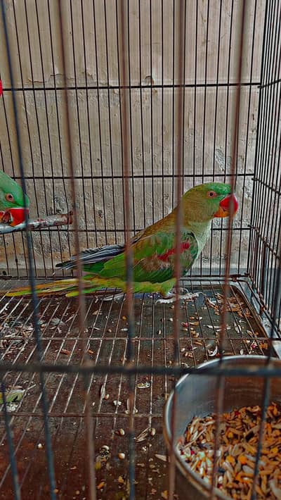 parrots