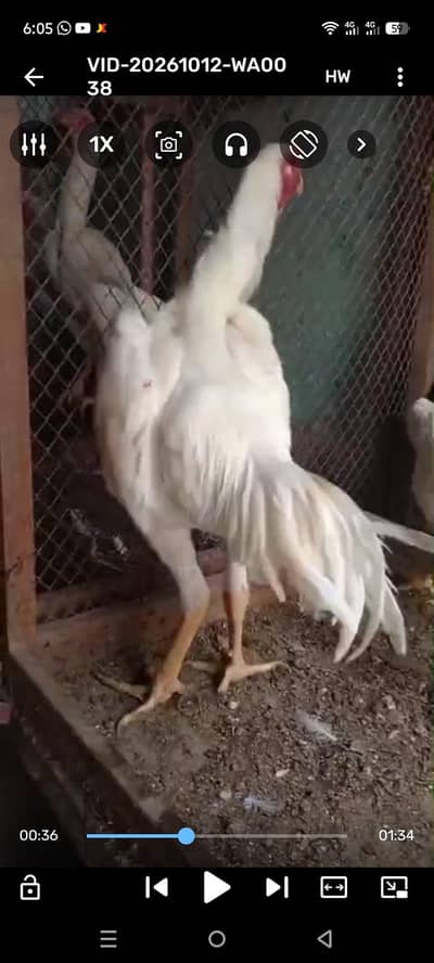 shamoo white colour pair