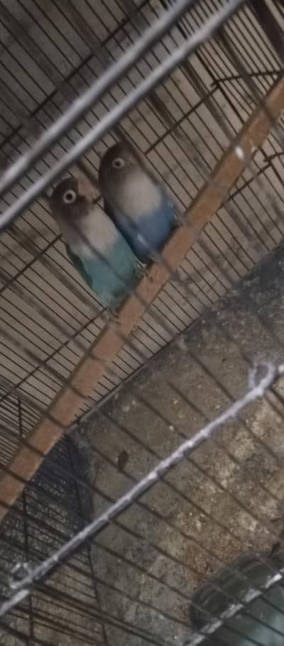 Love birds