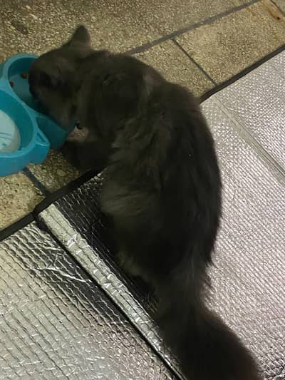 Persian male cat urgent sale