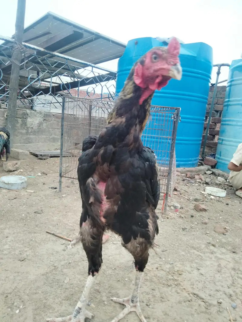 Aseel male — photo 3
