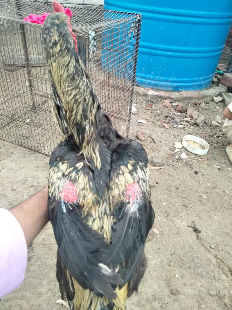 Aseel male — photo 4